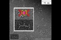 First electron micrograph of 108Labs' secretory antibodies
