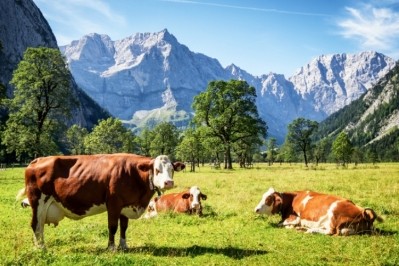 While knowledge of hay milk may be high in Austria, a recent survey found the product isn't so well understood in Germany, where it is also sold. Pic:©GettyImages/FooTToo