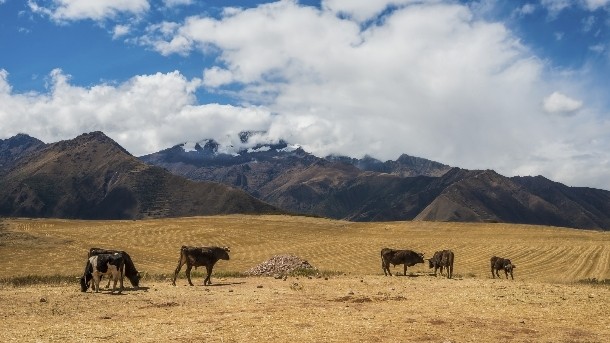 Peruvian company Pampa Baja has been given a $15m loan by Dutch development bank FMO. Pic:© iStock/OSTILL