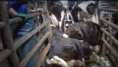 Saputo refuses milk from Chilliwack after animal abuse exposed