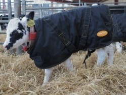 More than 850 calf coats have been ordered at cost from Sainsbury's.