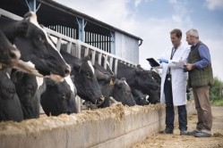 During the commercial trials, cows supplemented with Envirolac recorded a total average milk yield increase of 0.8kg above the initial trial data. Image: GettyMonty Rakusen