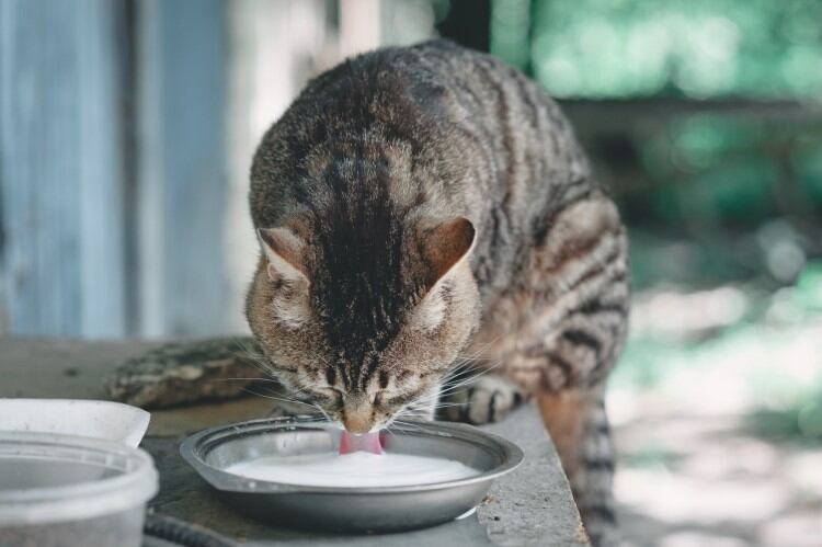 Bird flu can be highly lethal in cats that drink infected raw milk, vets find