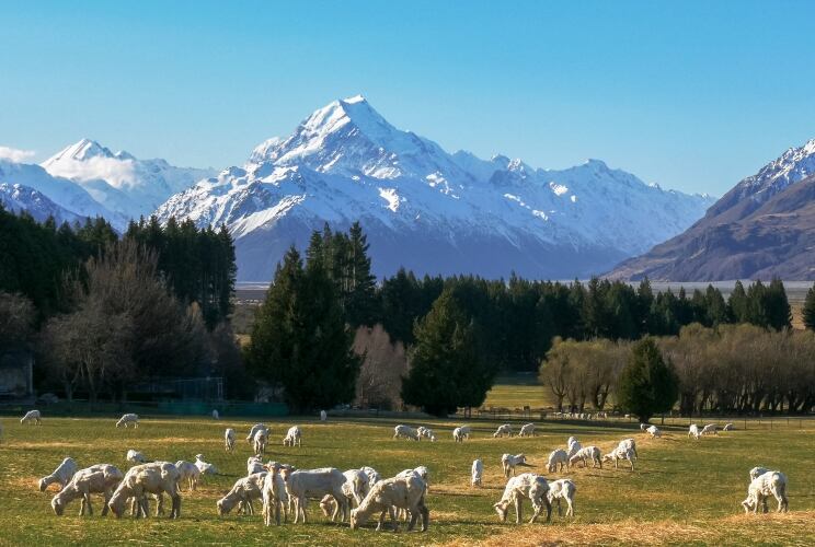 Spring Sheep announces Strategic Demand Partner process
