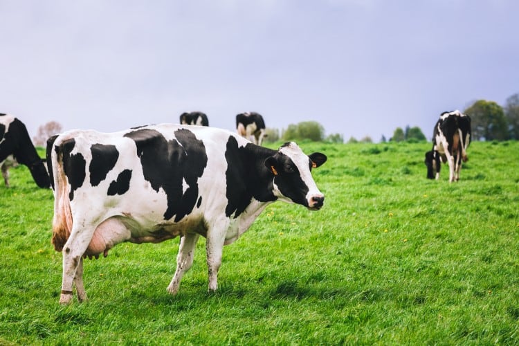 Labor-shortages-squeeze-UK-dairy-farmers.jpg