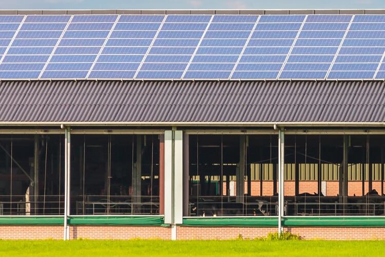 Dutch dairies’ solar panels can provide 12% of country’s energy