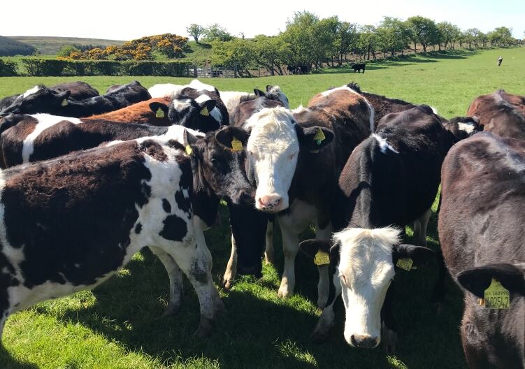 Maxum publishes global dairy commodity update for June