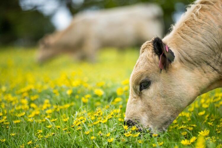 California-Dairies-and-DSM-Venturing-invest-in-carbon-credit-insetting-firm-Athian.jpg
