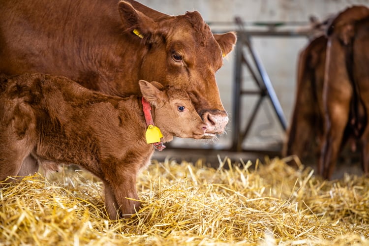 World-first tool to predict metabolic disease in dairy cows is in the works