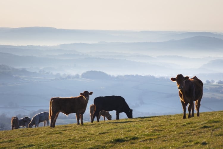 ‘This is a holistic approach’: Danone unveils details behind its industry-first methane reduction program