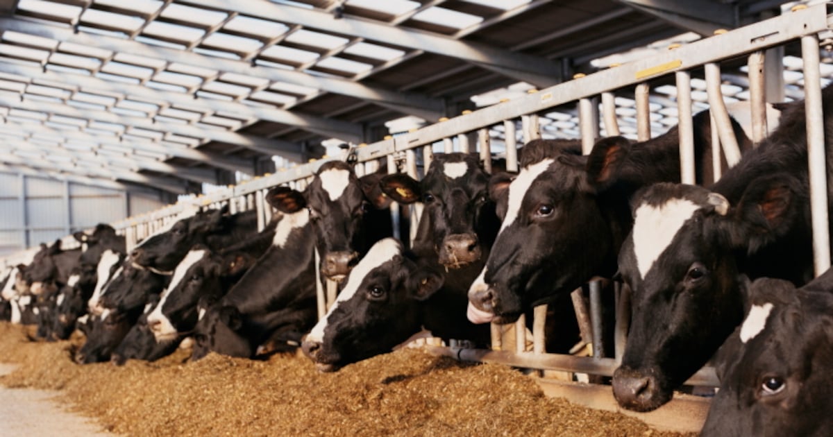 High Welfare Dairy cows at higher welfare risk than beef cattle – study