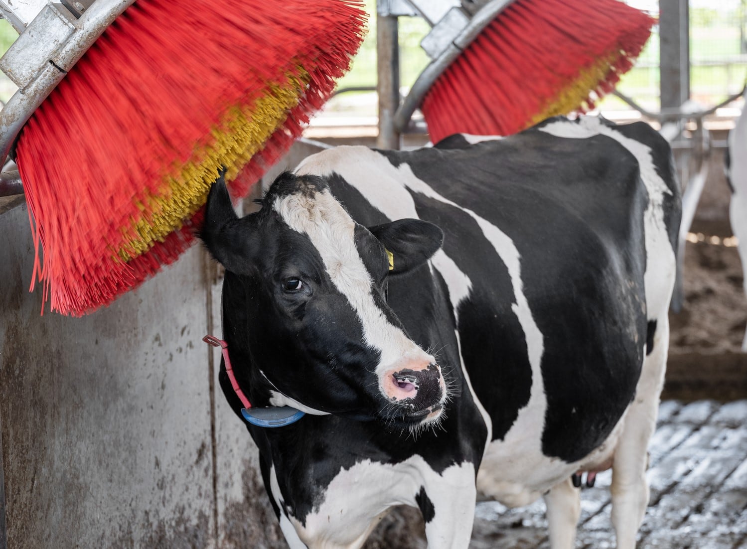 Keen to boost milk yield? Use cow brushes, research says