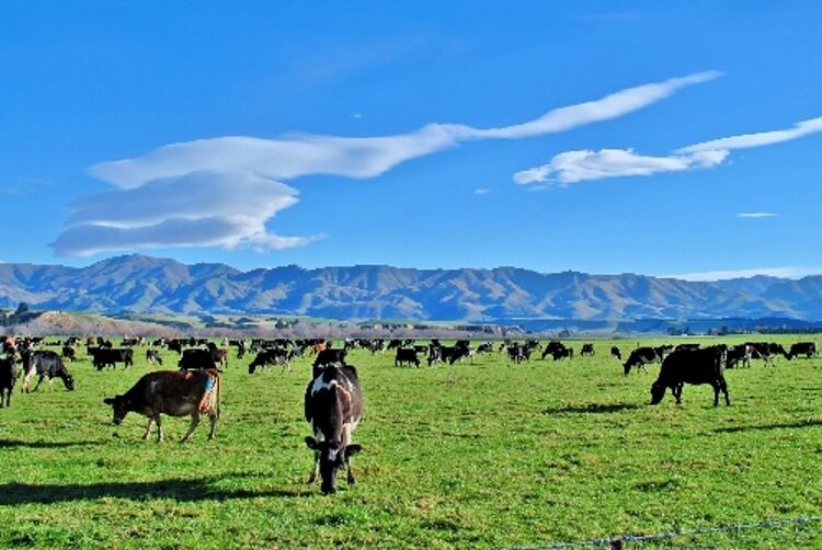Kiwis show methane emissions research is more than hot air