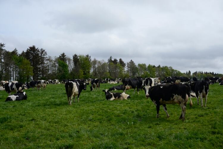 Kite Consulting report concerned by risk of UK dairy instability