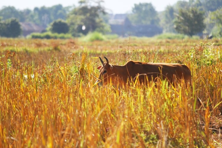 Thailand preparing dairy farmers in time for 2025 Down Under deal