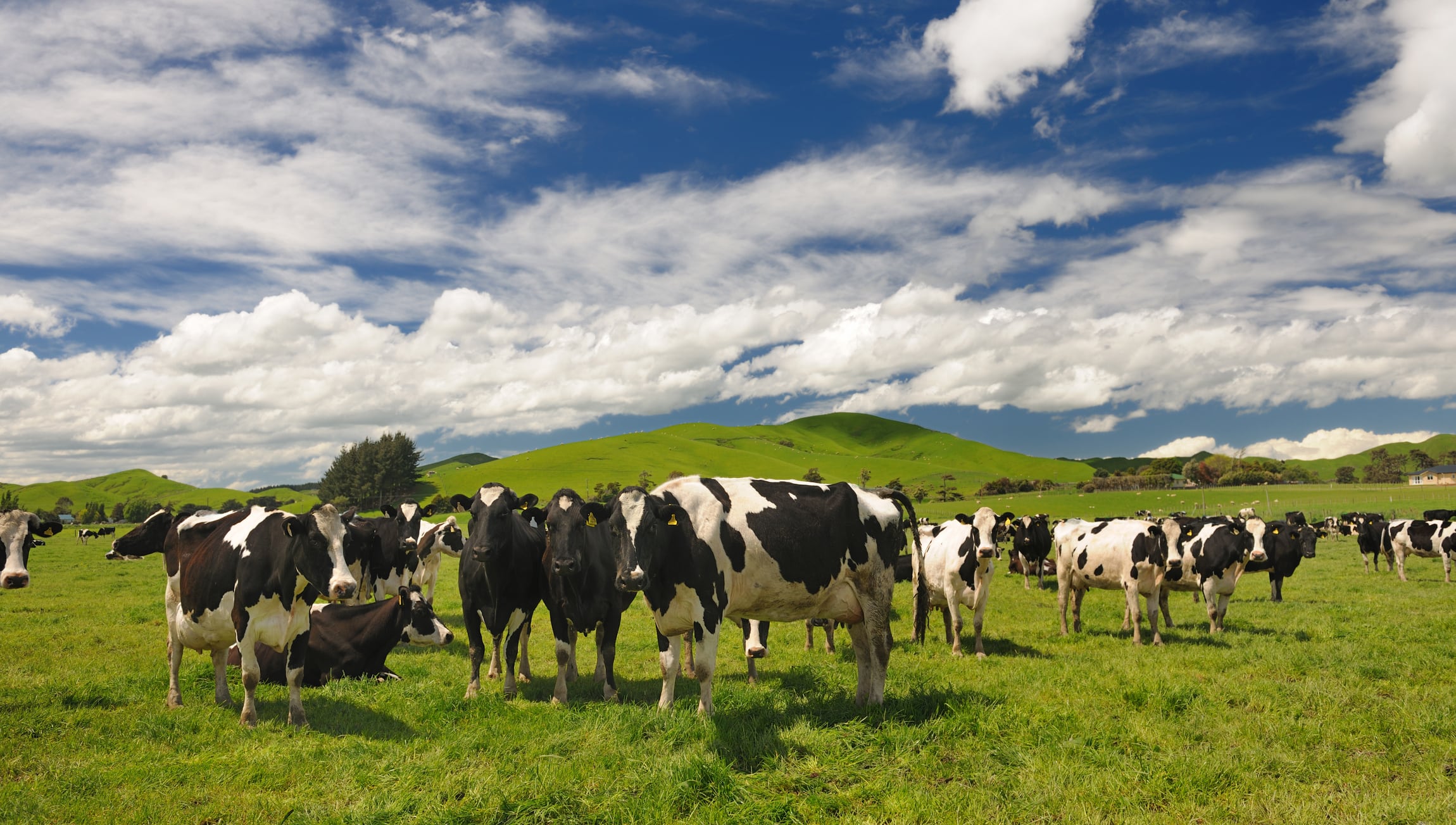 Cattle grazing in New Zealand.