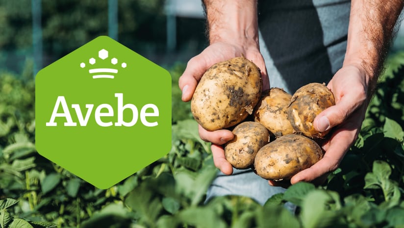 Avebe
