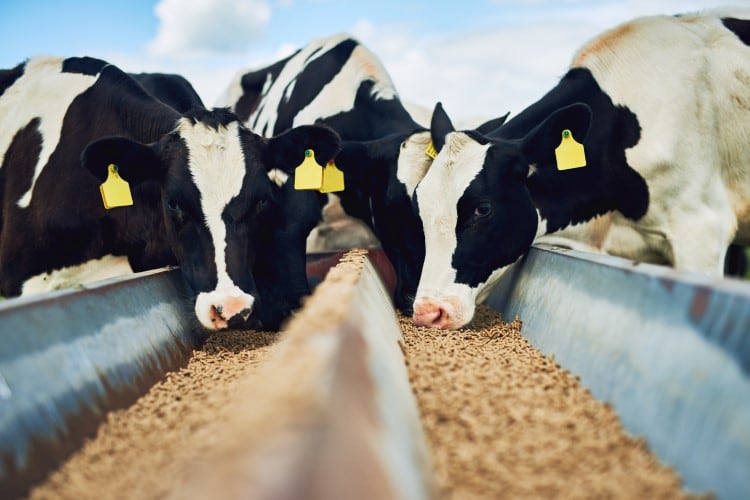UK-farmers-divided-over-methane-suppressing-feed-use.jpg