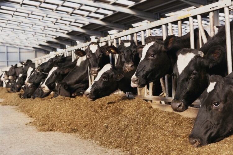 DMC-enrollment-to-commence-as-USDA-expects-higher-milk-prices-in-2024.jpg