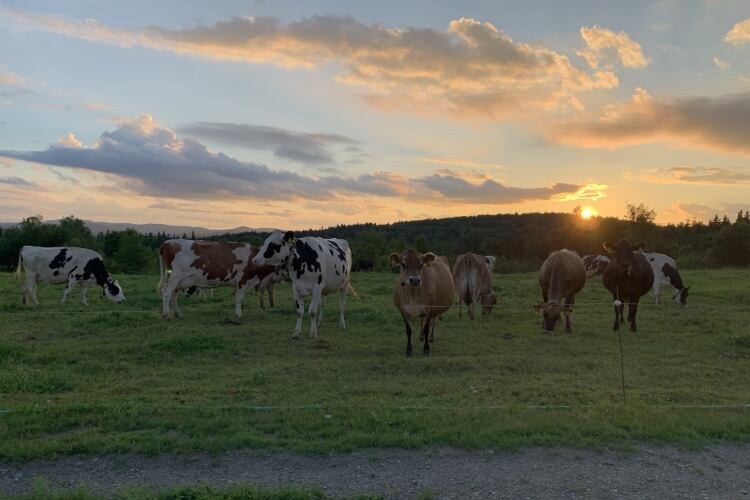 Stonyfield co-founder launches Northeast Organic Family Farm Partnership