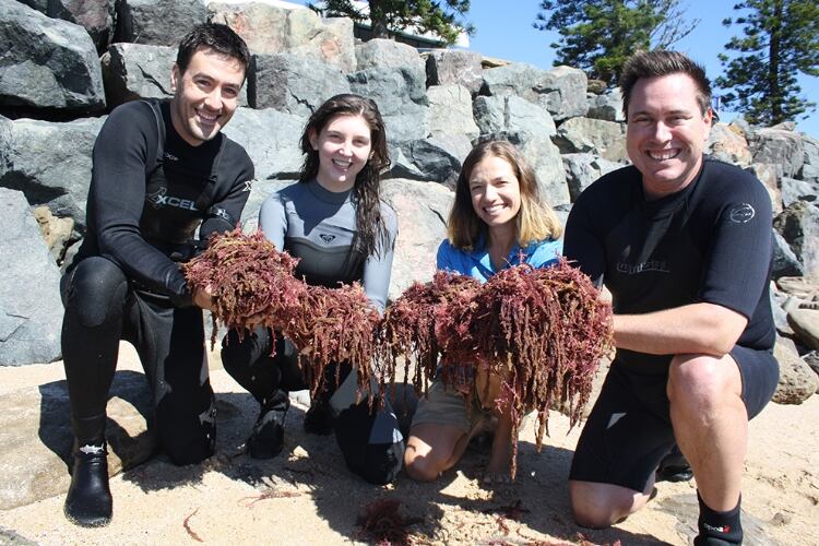 Could Australian seaweed reduce methane from cows?