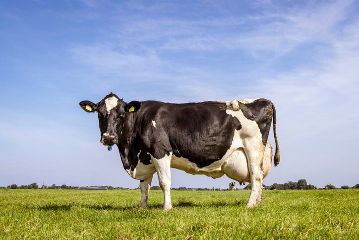 McDonald's and FrieslandCampina team up to slash GHG emissions in dairy sector 