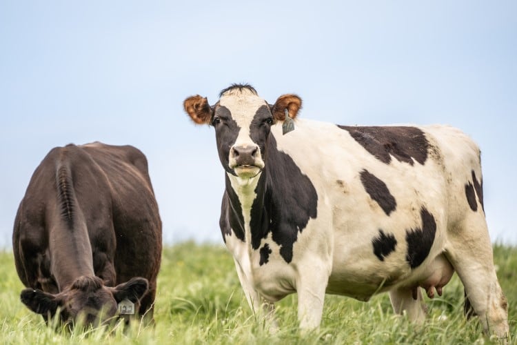 Methane-busting bolus may slash emissions from grass-fed cows almost entirely