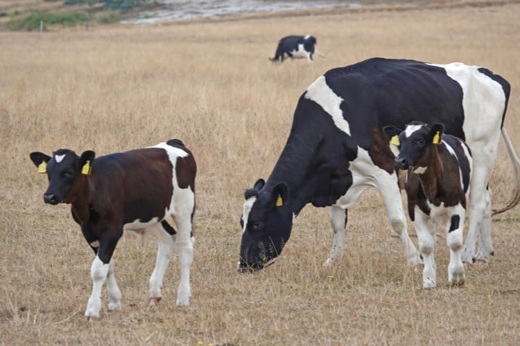 British dairies face steep climate resilience costs