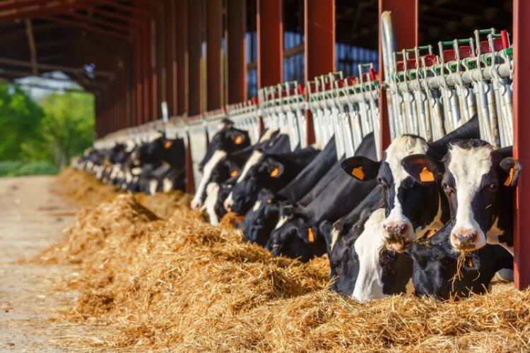 American Dairy Coalition pushes for worker-vetting program