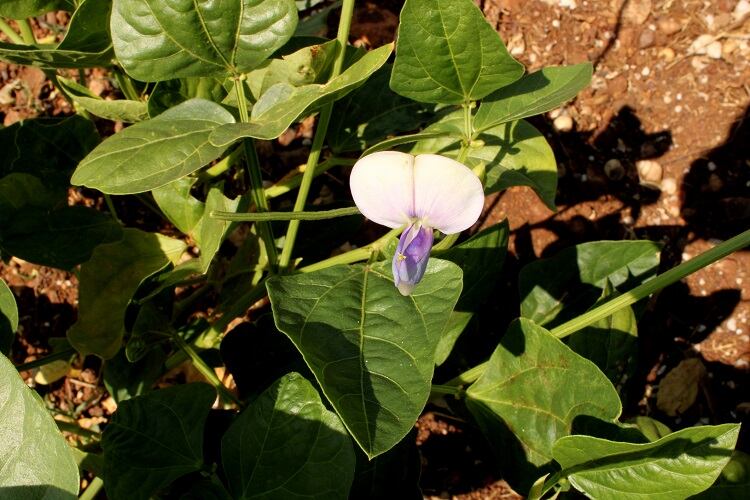 black-eyed-pea-Vijayakumar-Bingi.jpg