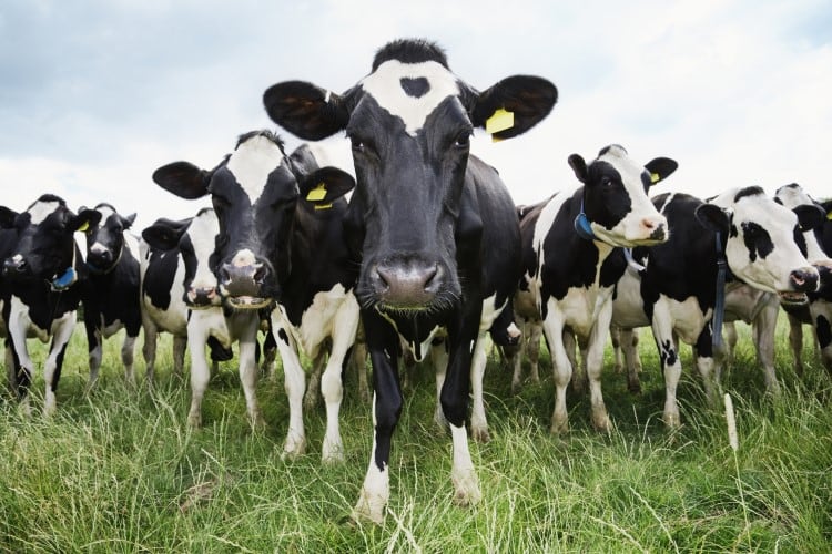 ‘Even the largest operators are losing money’: USDA told to provide targeted support for organic dairies