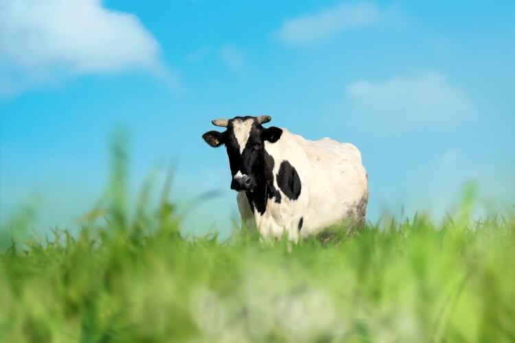 O DAIRY Act could boost economic support, data collection across US organic dairy sector