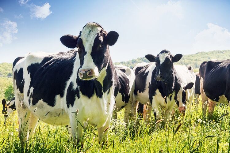 Antibiotic use in dairy: Could traces in milk put consumers at risk?