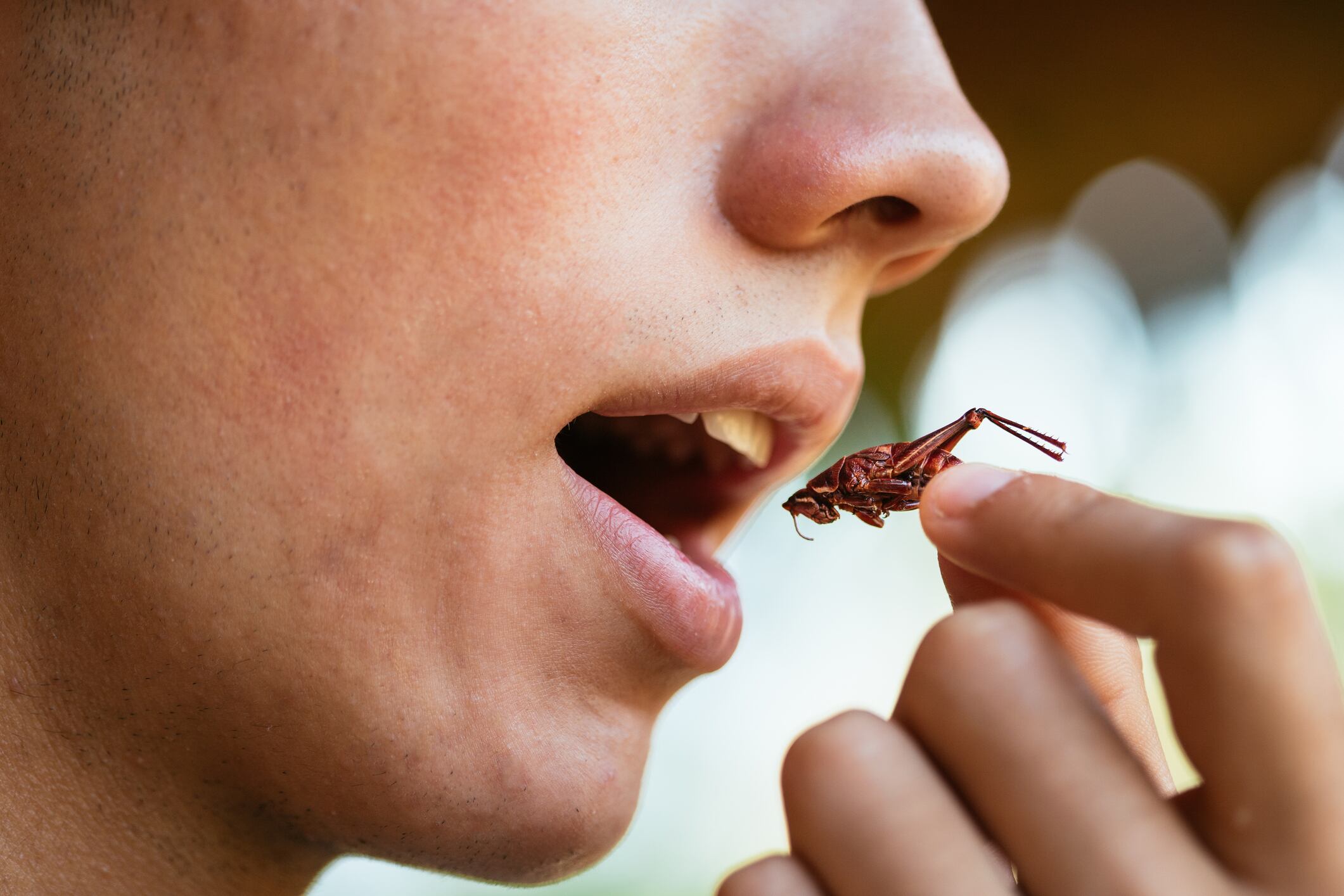Young man eating insects,  seasoned grasshoppers, entomophagy concept, mexican food