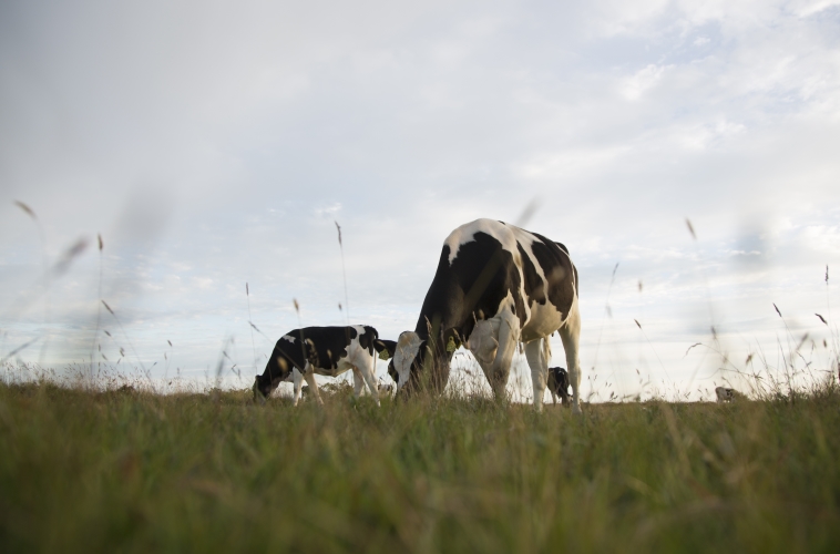 Arla updates farm management and quality program