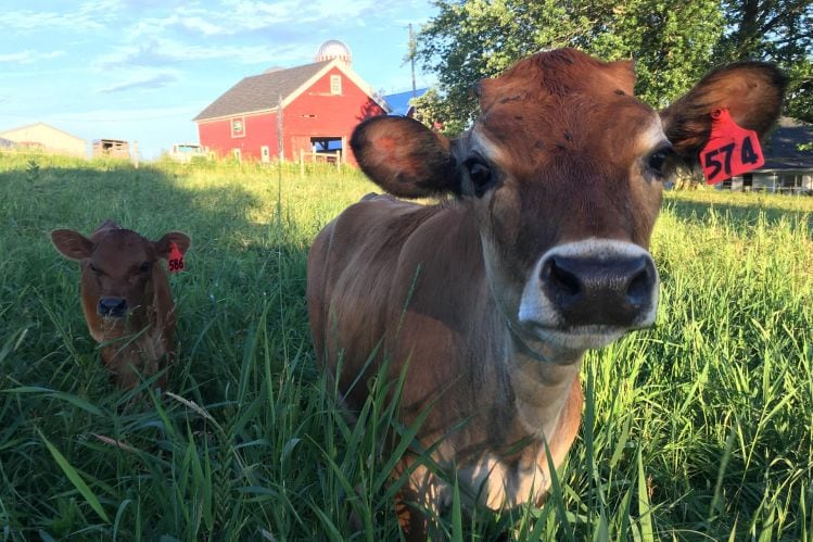 grassfed-cows-maple-hill.jpg