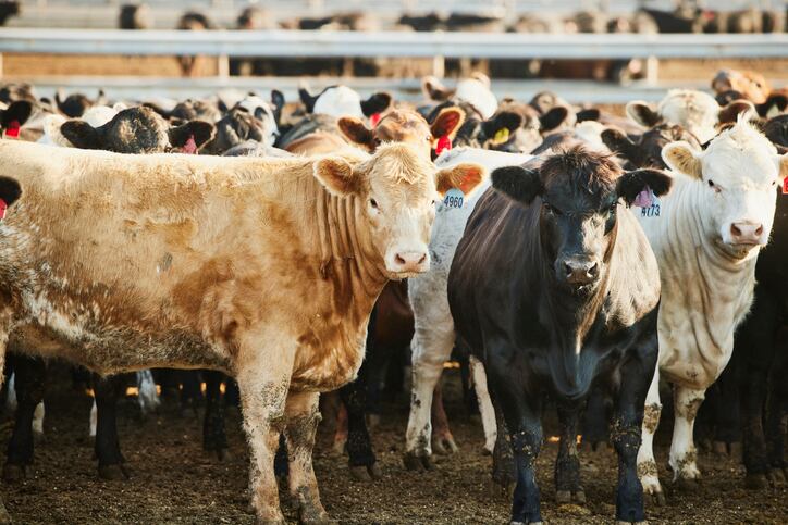 Start-up scales AI-enabled genetic data analysis software for cattle producers