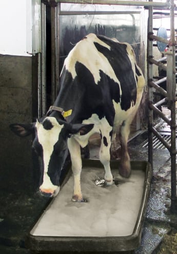 Dairy-Cow-Thymox-Hoof-Bath.png