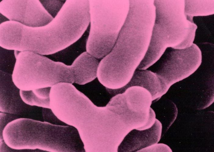 bacteria.jpg