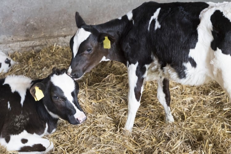 New evidence on endometritis’ impact on dairy cow fertility