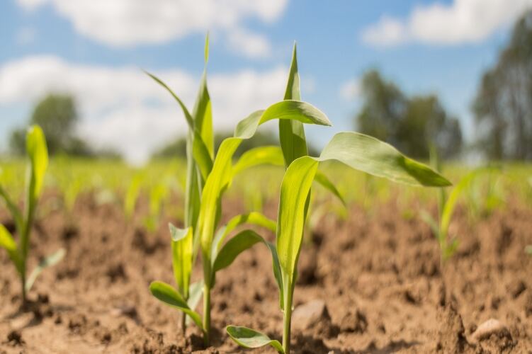 Ingredion-launches-organic-instant-functional-native-starch-in-Europe.jpg