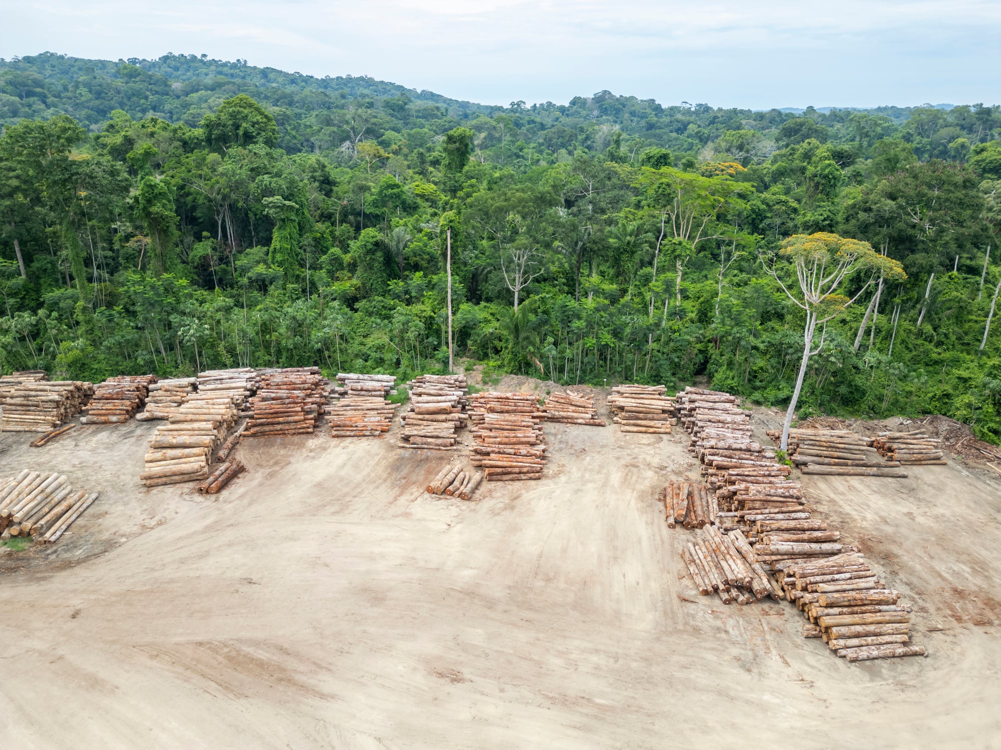 Aerial view of a logging yard in the Amazon rainforest: The yard is located in a clearing surrounded by dense forest. The logs are stacked in neat rows, and they are a variety of sizes and species.