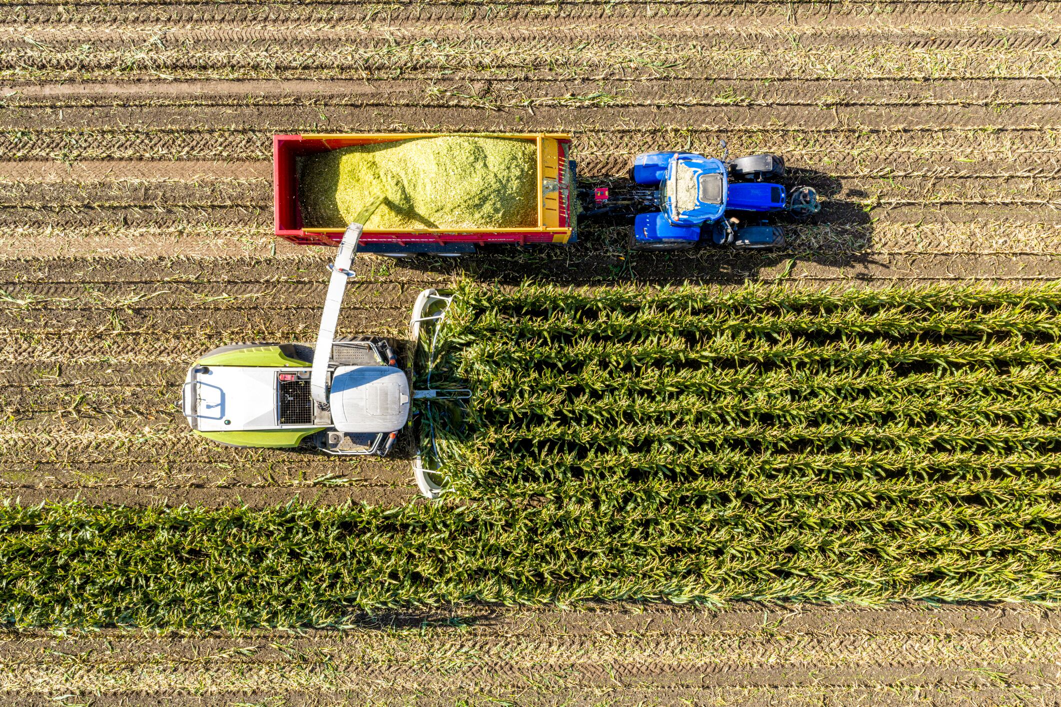A modern corn harvester efficiently cuts and processes corn stalks, discharging the chopped material directly into a large red trailer. The trailer is hauled by a blue tractor driving alongside the harvester in a synchronized operation. This agricultural activity takes place in a vast, green cornfield under a clear sky during the day, captured from a high-angle drone perspective. The harvested corn, rich in carbohydrates and starch, is primarily intended as feed for cattle, providing a potent energy source that supports rapid weight gain and growth. This image is ideal for illustrating themes of modern farming, agricultural technology, food production, rural landscapes, sustainable practices, and the global food supply chain. It highlights the efficiency and scale of contemporary agriculture in the Netherlands, showcasing the vital process of harvesting crops for livestock.