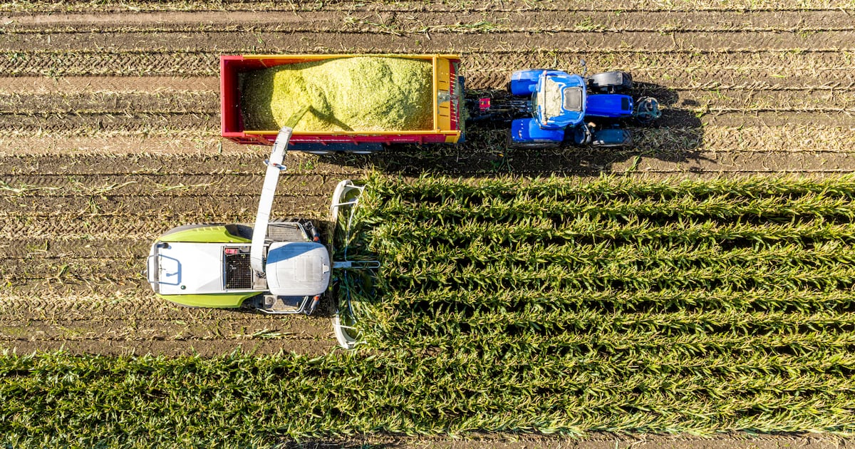 Why record grain harvests may not lead to lower feed costs