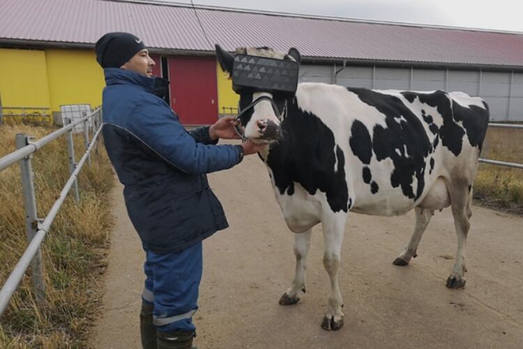 Russian VR takes dairy cows to the moovies