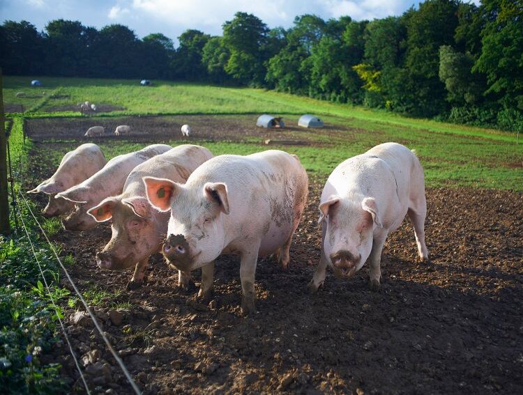 Plant-based isn't a threat, and meat can be made more sustainably - Pilgrim's UK
