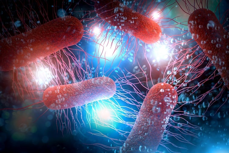 e-coli-EzumeImages.jpg