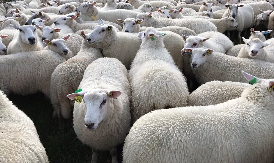 Lamb-study.jpg