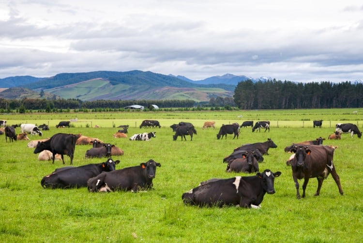 Fonterra-publishes-carbon-emissions-data-for-most-New-Zealand-sourced-dairy-ingredients.jpg
