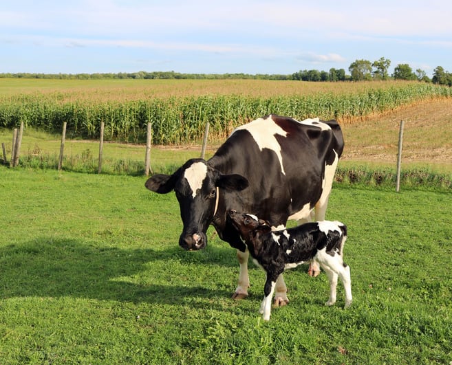 Canada can now breed for methane efficient dairy cows 